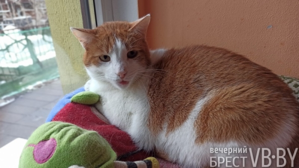 Надежду можно спасти! Как помочь госпиталю для бездомных животных в Бресте