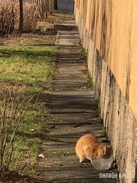 
                Читательница: Случайно это не кот нашего мэра?
            