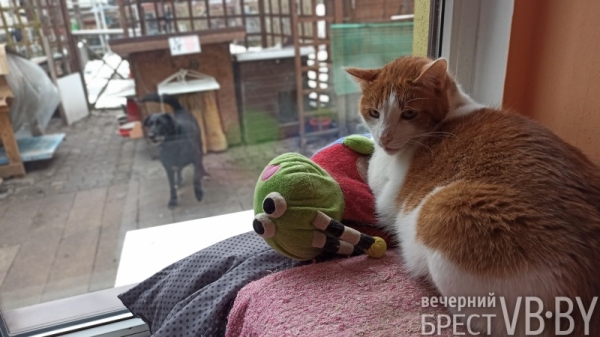 Надежду можно спасти! Как помочь госпиталю для бездомных животных в Бресте