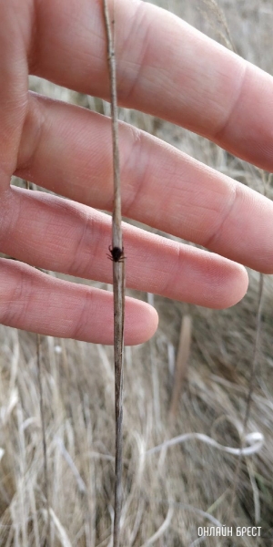 Рыбак из Бреста: Несмотря на морозы, Щебрин весь в клещах
Рыбак из Бреста: Несмотря на морозы, Щебрин весь в клещах