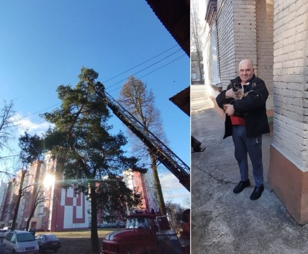 В Брестской области спасатели помогли спуститься на землю кошке, которая забралась на высокую сосну В Брестской области спасатели помогли спуститься на землю кошке, которая забралась на высокую сосну