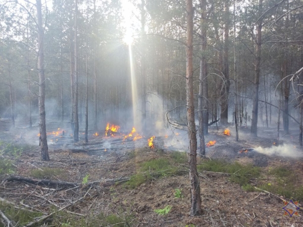 Пожар в лесном массиве на полигоне в Брестской области ликвидирован