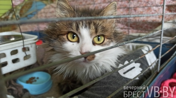 Надежду можно спасти! Как помочь госпиталю для бездомных животных в Бресте