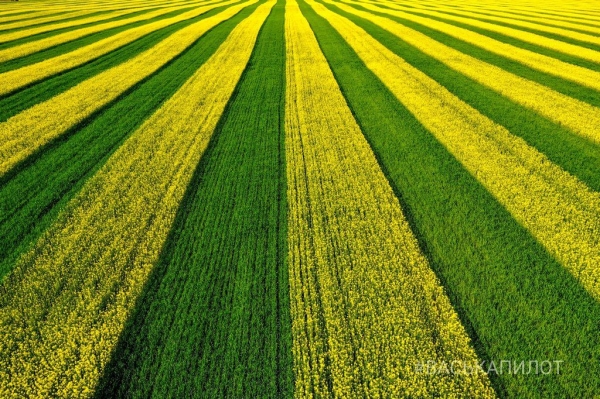 
                Так выглядит рапсовое поле в Брестской области
            