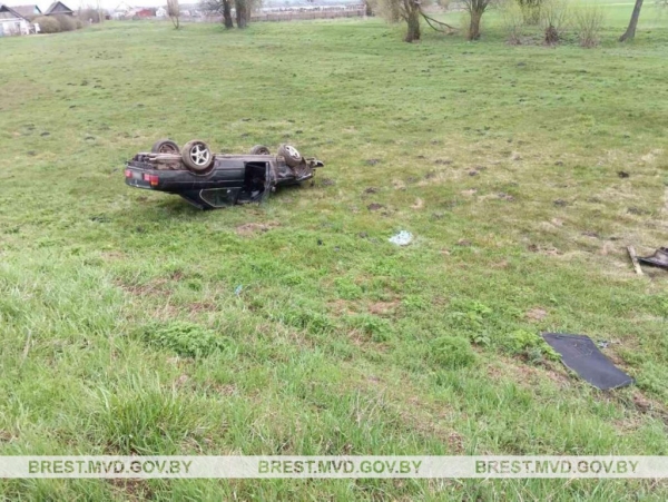 Лось выбежал на дорогу перед BMW в Брестской области Лось выбежал на дорогу перед BMW в Брестской области