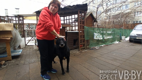 Надежду можно спасти! Как помочь госпиталю для бездомных животных в Бресте