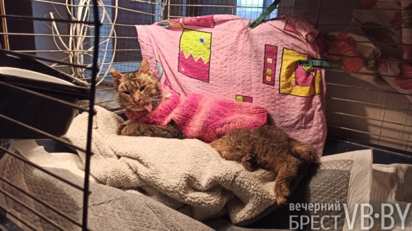 Надежду можно спасти! Как помочь госпиталю для бездомных животных в Бресте