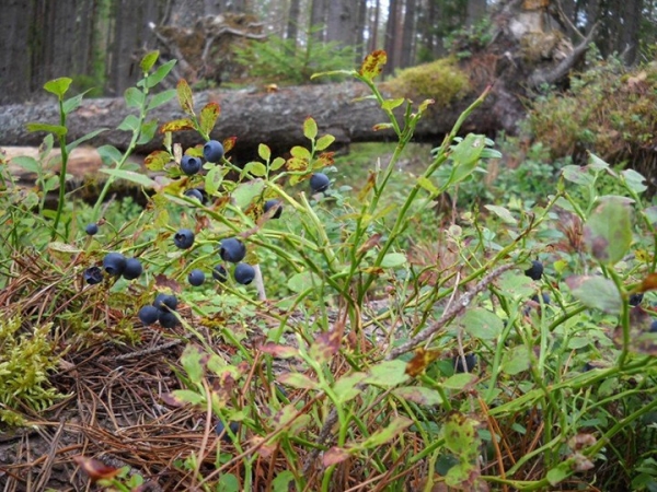Почем принимают чернику и лисички в Березовском районе Почем принимают чернику и лисички в Березовском районе