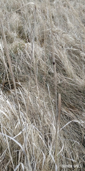 Рыбак из Бреста: Несмотря на морозы, Щебрин весь в клещах
Рыбак из Бреста: Несмотря на морозы, Щебрин весь в клещах