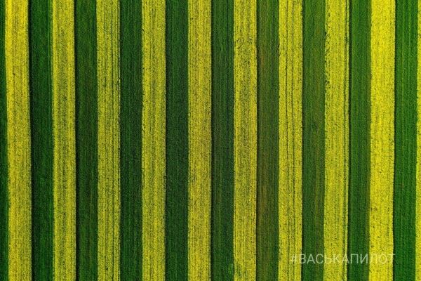 
                Так выглядит рапсовое поле в Брестской области
            