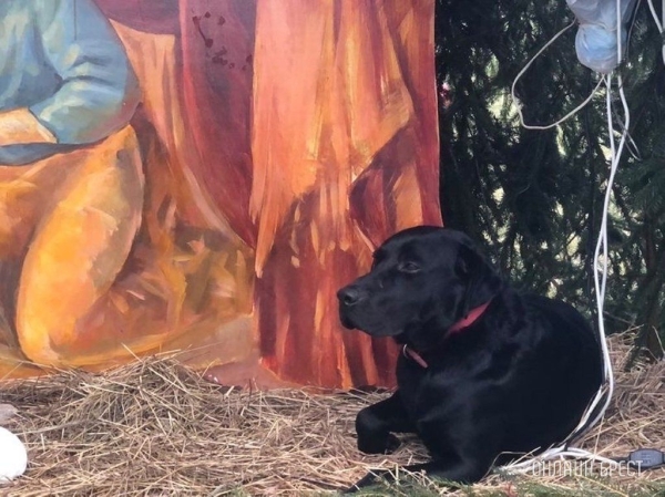 Читатель: Брест. На территории Свято-Симеоновского кафедрального собора ходит чёрный лабрадор, у него что-то с лапкой
Читатель: Брест. На территории Свято-Симеоновского кафедрального собора ходит чёрный лабрадор, у него что-то с лапкой