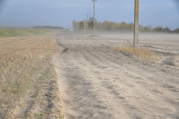 Буря в пустыне: как Полесье зарастает барханами Буря в пустыне: как Полесье зарастает барханами