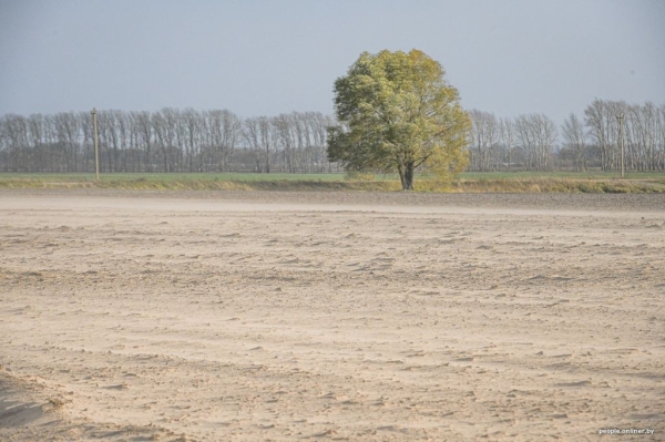 Буря в пустыне: как Полесье зарастает барханами Буря в пустыне: как Полесье зарастает барханами