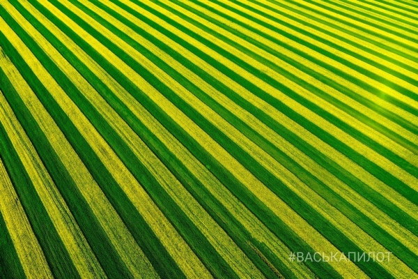 
                Так выглядит рапсовое поле в Брестской области
            