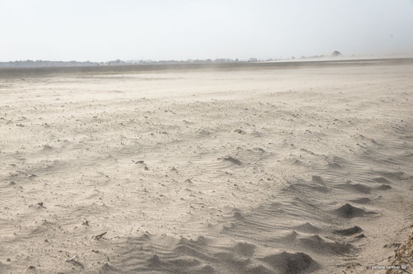 Буря в пустыне: как Полесье зарастает барханами Буря в пустыне: как Полесье зарастает барханами